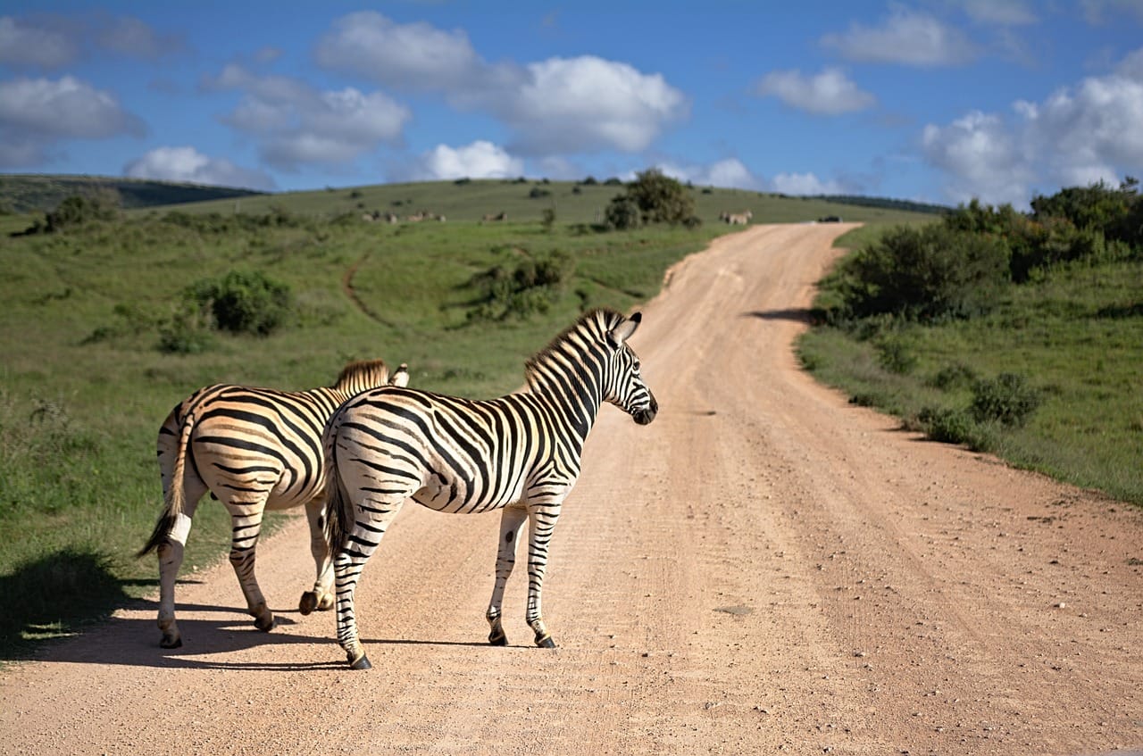 best zoo safari in the world 2