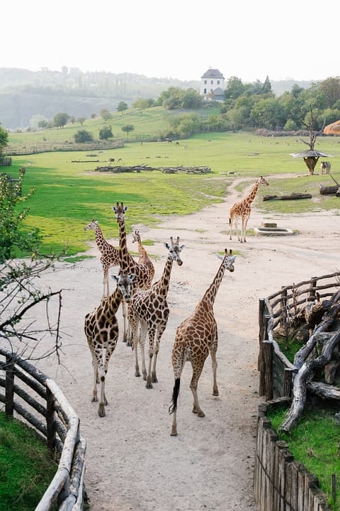 zoos in world 1